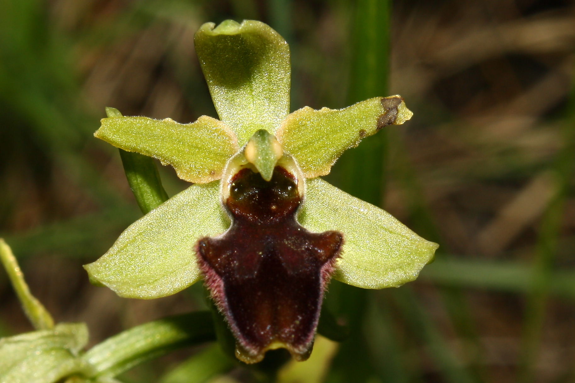 Ophrys sphegodes da determinare-1